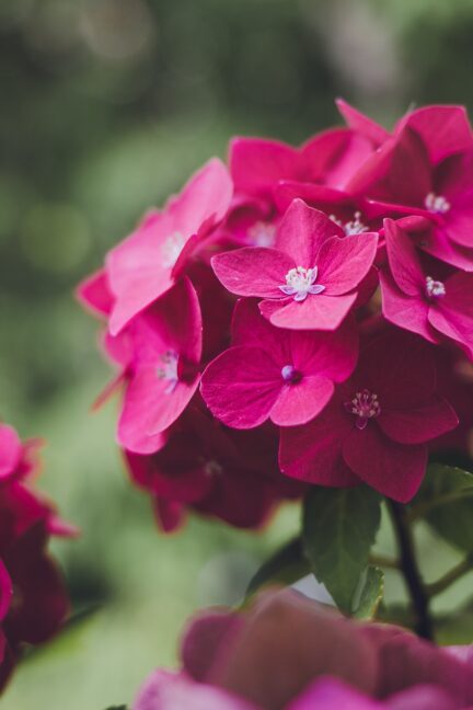 紫陽花の育て方