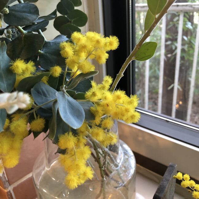 ミモザの咲かせ方